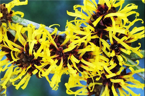 卫康黄金光面膜为爱放“价”，预订开始，即将闪耀再售！