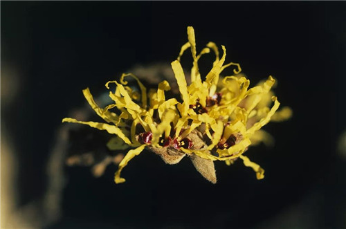 卫康黄金光面膜为爱放“价”，预订开始，即将闪耀再售！