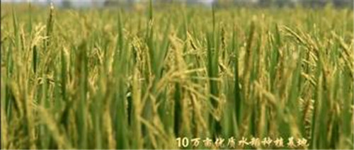 走进湖北彭墩:看改革开放40年的乡村发展